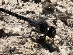 Austroaeschna anacantha