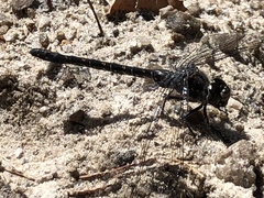 Austroaeschna anacantha