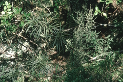 Pseudopanax linearis