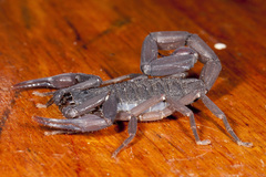 Centruroides gracilis