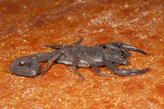 Centruroides gracilis