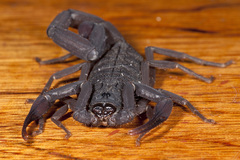 Centruroides gracilis