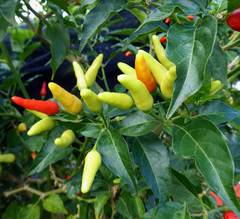 Capsicum frutescens