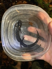 Plethodon chattahoochee