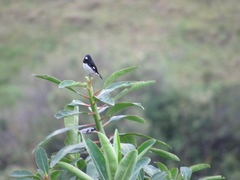 Sporophila luctuosa