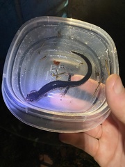 Plethodon chattahoochee