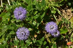 Globularia repens