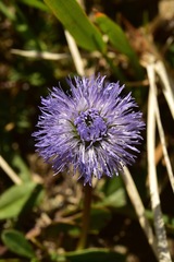 Globularia repens