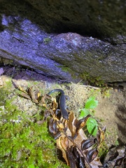 Plethodon chattahoochee