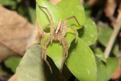 Neoctenus comosus