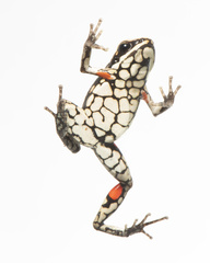 Ameerega panguana