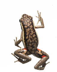 Ameerega panguana