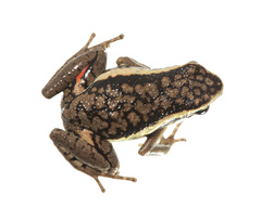Ameerega panguana