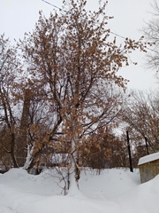 Acer negundo