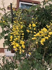 Erythrostemon mexicanus