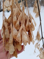 Acer negundo