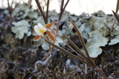 Microepidendrum subulatifolium