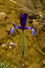 Iris xiphium