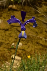 Iris xiphium