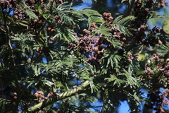 Dasineura rubiformis