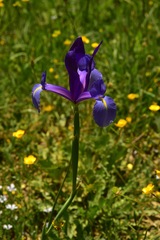 Iris xiphium