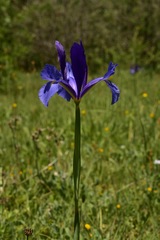 Iris xiphium