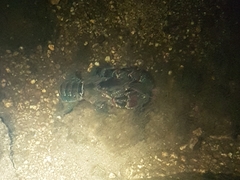 Euastacus