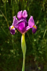 Iris filifolia