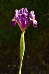 Iris filifolia