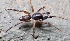 Ianduba