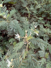 Mimosa quitensis
