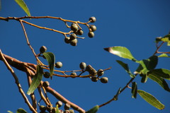 Eucalyptus diversicolor
