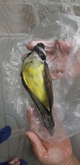 Pitangus sulphuratus