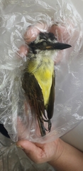 Pitangus sulphuratus