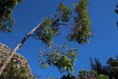 Eucalyptus diversicolor