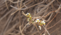 Triptilion capillatum