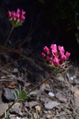 Anthyllis vulneraria arundana