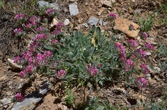 Anthyllis vulneraria arundana