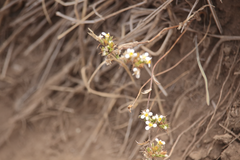 Triptilion capillatum