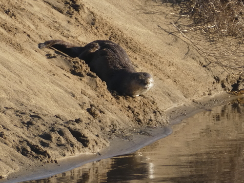North American River Otter photographed in California