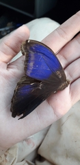 Eryphanis