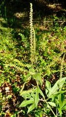 Ambrosia trifida trifida