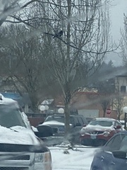 Corvus brachyrhynchos