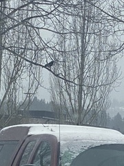 Corvus brachyrhynchos