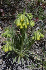 Onosma tricerosperma