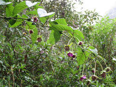 Rubus roseus
