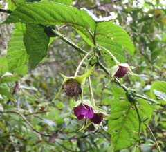 Rubus roseus
