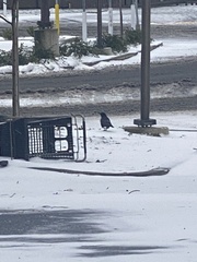 Corvus brachyrhynchos