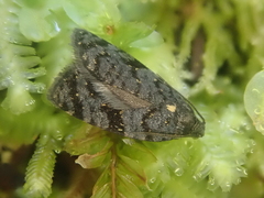 Tortrix molybditis