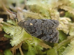 Tortrix molybditis